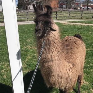 Meet your Posher, Kara